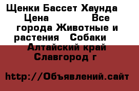 Щенки Бассет Хаунда  › Цена ­ 25 000 - Все города Животные и растения » Собаки   . Алтайский край,Славгород г.